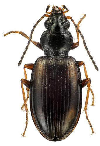 Réf. 79 640 : Bembidion femoratum pseudobualei