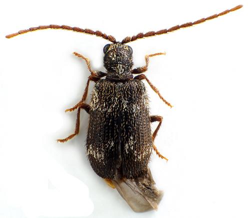 Réf. 79 623 : Ptinus lichenum