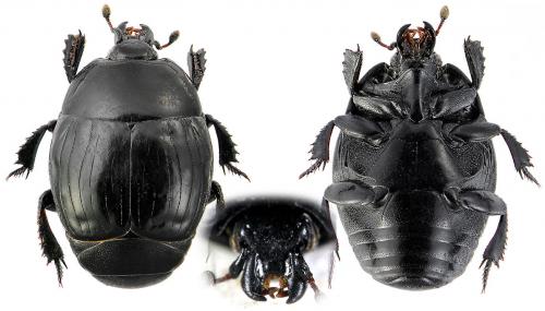 Margarinotus striola succicola