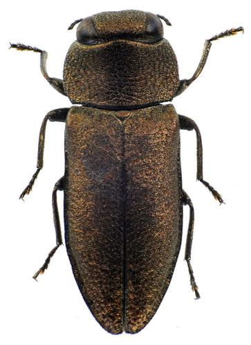 Réf. 79 590 : Anthaxia sp.