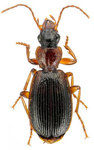 Réf. 79 683 : Cymindis coadunata