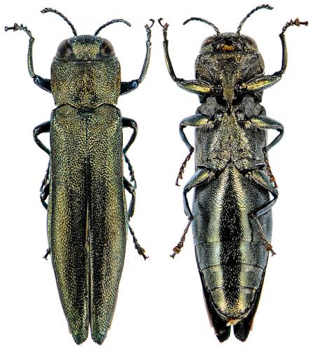 Réf. 79 110 : Agrilus viridis