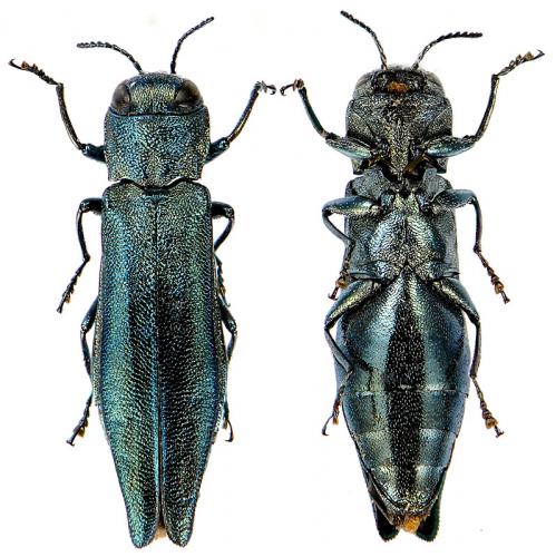 Réf. 79 112 : Agrilus viridis