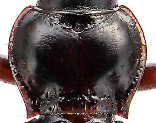 Nebria angusticollis microcephala