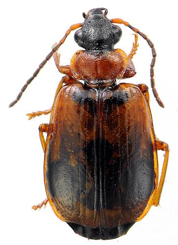 Réf. 79 968 : Lebia cruxminor
