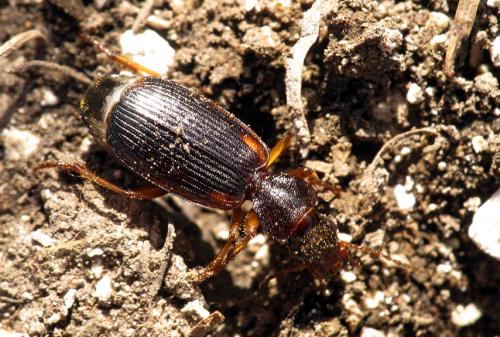 Cymindis etrusca