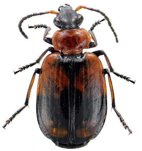 Réf. 79 969 : Lebia cruxminor