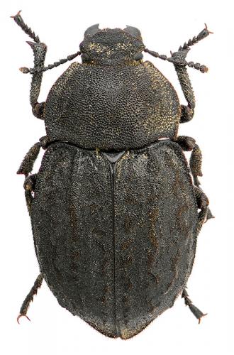Réf. 79 775 : Asida sabulosa