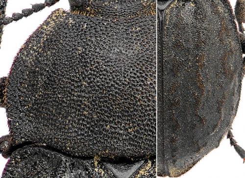 Réf. 79 776 : Asida sabulosa