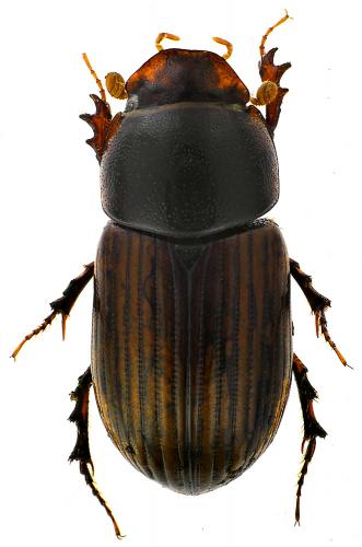 Bodilopsis rufa
