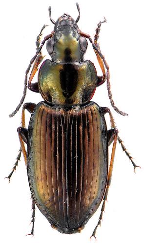Réf. 79 973 : Agonum muelleri