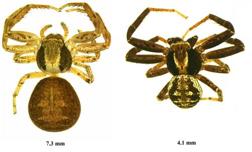 Xysticus ferrugineus