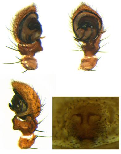 Xysticus ferrugineus