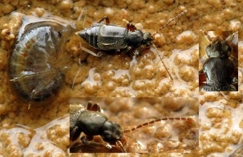 Lesteva sp.