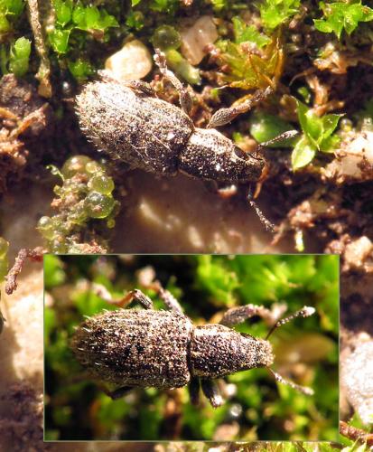 Réf. 79 039 : Sitona hispidulus