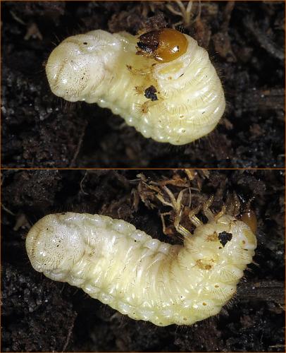 Cetoniinae