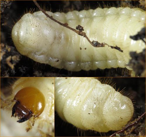 Réf. 79 279 : Cetoniinae inconnu