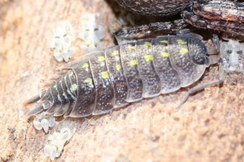 Réf. 79 470 : Porcellio spinicornis