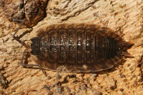 Réf. 79 471 : Porcellio spinicornis