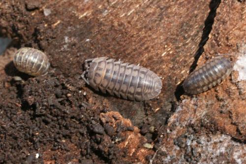 Armadillidium nasatum