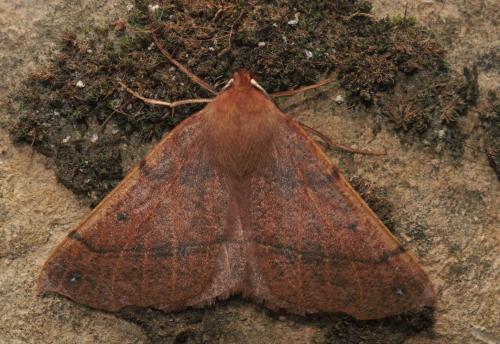 Réf. 79 804 : Colotois pennaria