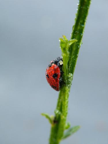 Coccinella septempunctata