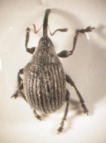 Ctenomeropsis nigra