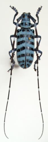 Pseudonemophas baluanus