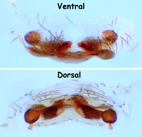 Zodarion hamatum