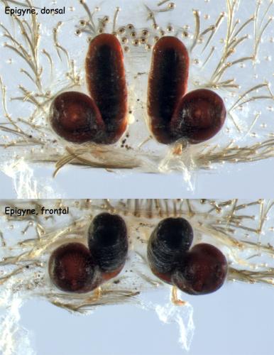 Titanoeca quadriguttata