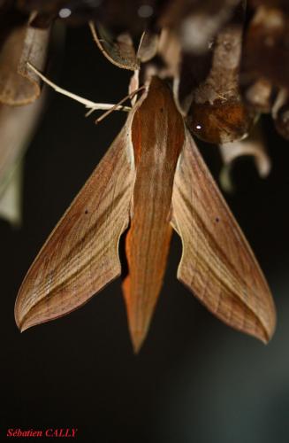 Hippotion sp.