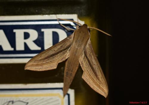 Hippotion balsaminae