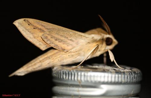 Hippotion balsaminae