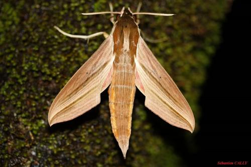 Hippotion sp.