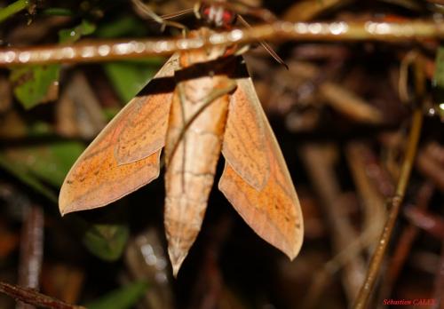 Hippotion sp.