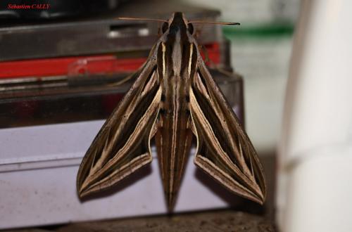Réf. 79 347 : Hippotion osiris