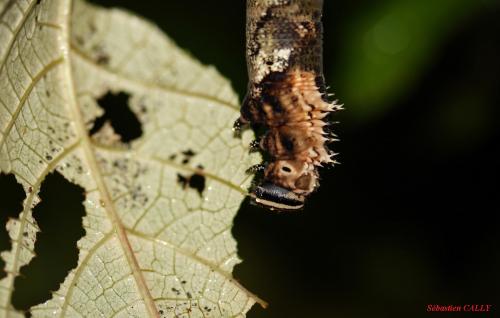 Coelonia fulvinotata