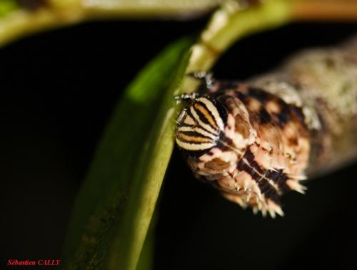 Réf. 79 329 : Coelonia fulvinotata