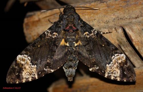 Coelonia fulvinotata