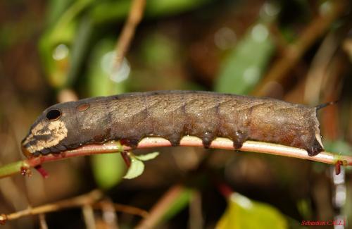 Hippotion sp.