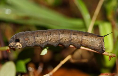 Hippotion sp.