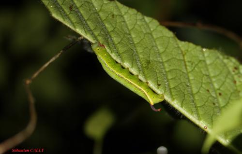 Daphnis sp.