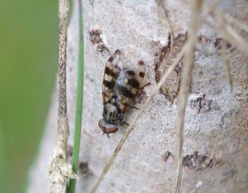 Réf. 79 908 : Ceroxys hortulana