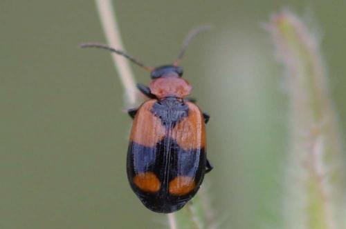 Réf. 79 991 : Lebia cruxminor