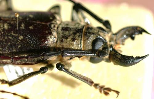 Tithoes maculatus