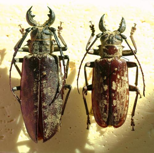 Tithoes sp.
