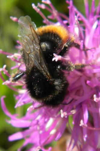 Bombus sp.