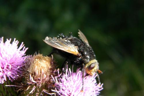Réf. 79 408 : Tachina grossa