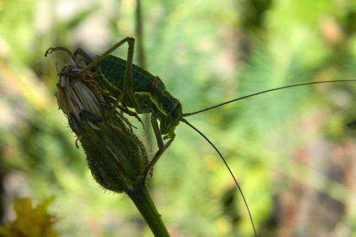 Réf. 79 431 : Ephippiger sp.