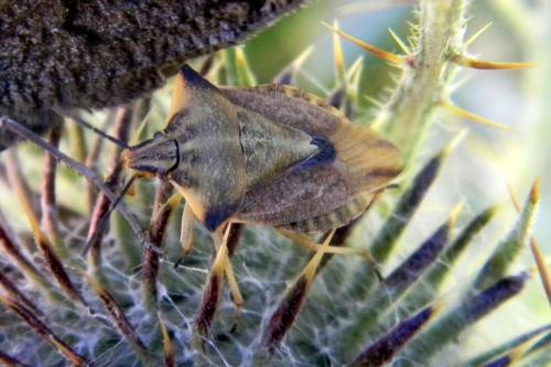 Carpocoris fuscispinus